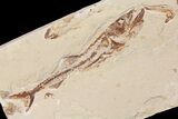 Cretaceous Predatory Fish (Eurypholis) - Hakel, Lebanon #163100-1